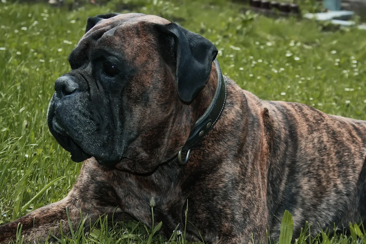 Franky Elias